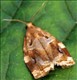 0980 Archips Xylosteana